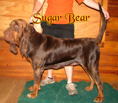 Medium Photo #1 Bloodhound Puppy For Sale in WALDRON, AR, USA