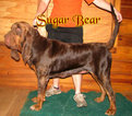 Small Photo #1 Bloodhound Puppy For Sale in WALDRON, AR, USA