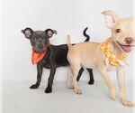 Small #4 Chihuahua Mix