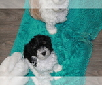 Small Photo #8 Maltese-Schnoodle (Miniature) Mix Puppy For Sale in PUEBLO WEST, CO, USA