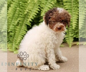 Poodle (Miniature) Puppy for sale in GORDONVILLE, PA, USA