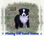 Image preview for Ad Listing. Nickname: Toll