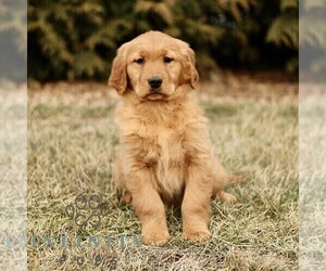 Golden Retriever Puppy for sale in GORDONVILLE, PA, USA