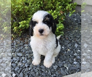 Bernedoodle (Miniature) Puppy for sale in FRANKLIN, IN, USA