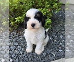 Image preview for Ad Listing. Nickname: Beckham
