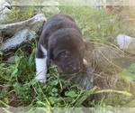 Small Photo #9 Pyrenees Husky Puppy For Sale in HARWOOD, MD, USA
