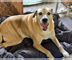 Small #4 Boxer Mix
