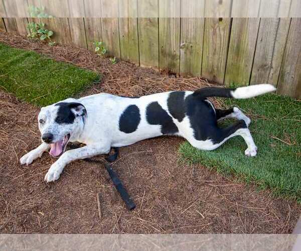 Medium Photo #5 Mutt Puppy For Sale in Kennesaw, GA, USA