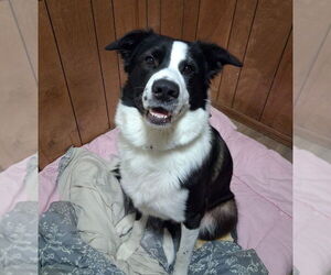 Collie-German Shepherd Dog Mix Dogs for adoption in Winter Park, CO, USA
