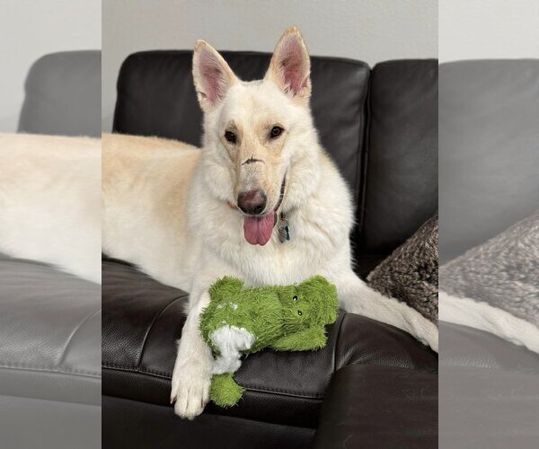 Medium Photo #2 Mutt Puppy For Sale in  Ramona, CA, USA