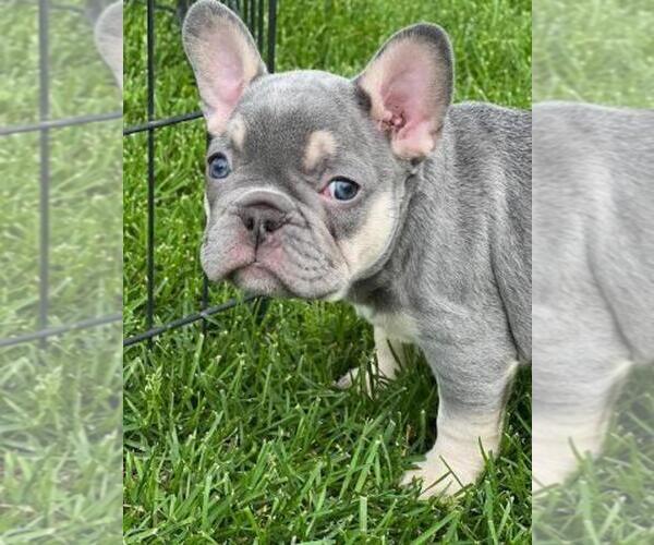 Medium Photo #1 French Bulldog Puppy For Sale in HELENA, MT, USA