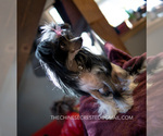 Small Photo #9 Chinese Crested Puppy For Sale in AURORA, CO, USA