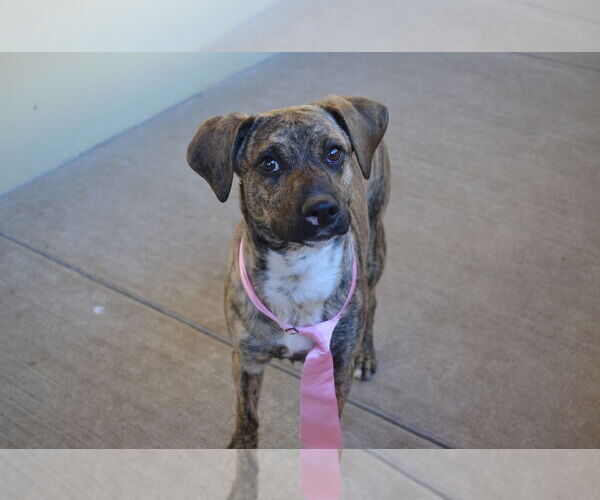 Medium Photo #2 Labrador Retriever-Unknown Mix Puppy For Sale in McKinney, TX, USA