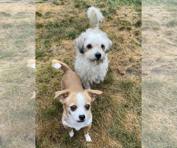 Medium Photo #3 Mutt Puppy For Sale in Rochester, NY, USA
