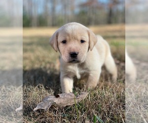 Labrador Retriever Puppy for sale in CROSSVILLE, TN, USA