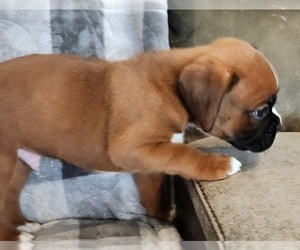 Boxer Puppy for sale in TORRANCE, CA, USA