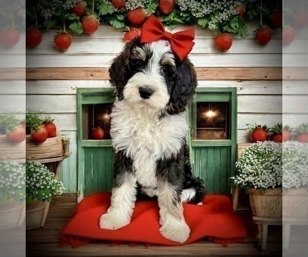 Medium Photo #5 Bernedoodle Puppy For Sale in MENIFEE, CA, USA