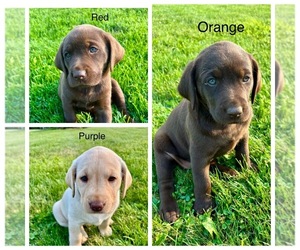 Labrador Retriever Litter for sale in STANLEY, WI, USA