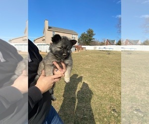 Medium Keeshond