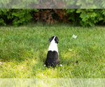 Small #30 Boston Terrier