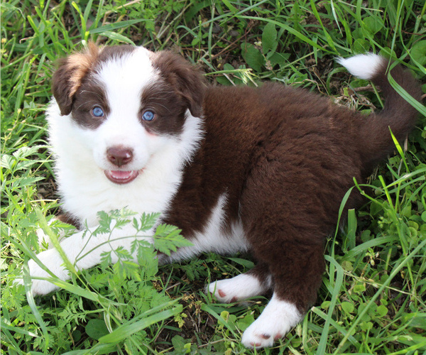 Medium Photo #1 Border Collie Puppy For Sale in DENISON, TX, USA