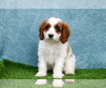 Puppy Molly Cavapoo