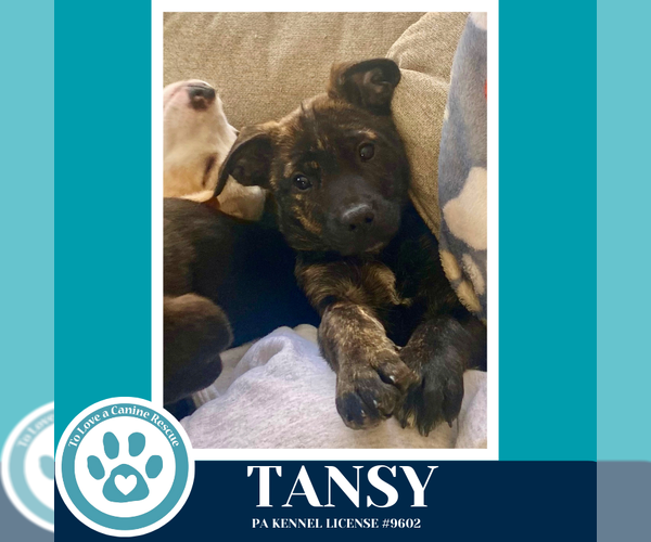 Medium Photo #2 Border Collie-Unknown Mix Puppy For Sale in Kimberton, PA, USA