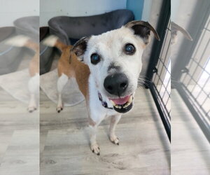 Penny - Female Jack-Rat Terrier Dog for Adoption - Photo #2
