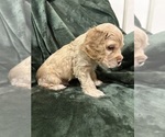 Small #1 Cocker Spaniel