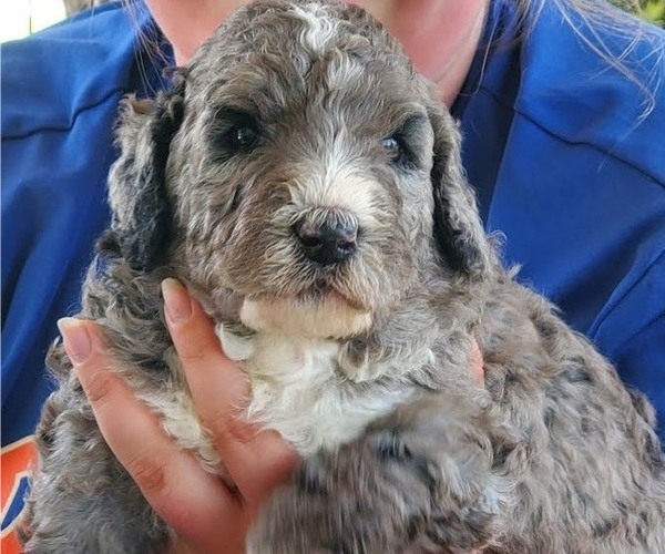 Medium Photo #2 Bernedoodle Puppy For Sale in BATTLE GROUND, WA, USA
