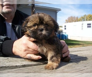 Shih Tzu Puppy for sale in S ZANESVILLE, OH, USA