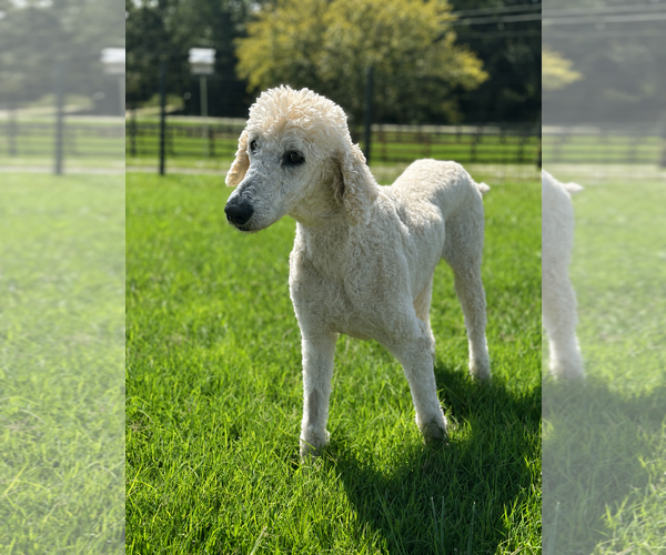 Medium Photo #3 Poodle (Standard) Puppy For Sale in Pacolet, SC, USA