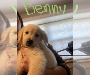 English Cream Golden Retriever-Goldendoodle Mix Puppy for sale in COHOES, NY, USA