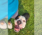 Small #5 Bulldog Mix