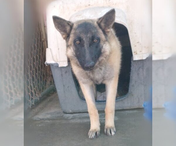 Medium Photo #1 Mutt Puppy For Sale in Apple Valley, CA, USA