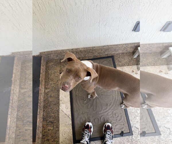 Medium Photo #2 American Pit Bull Terrier-Unknown Mix Puppy For Sale in Miami, FL, USA