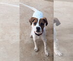 Small #1 Mutt
