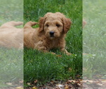 Small #3 Goldendoodle (Miniature)