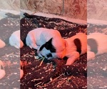 Small Photo #5 Llewellin Setter Puppy For Sale in BASCO, IL, USA