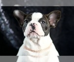 Puppy Moo Moo AKC French Bulldog
