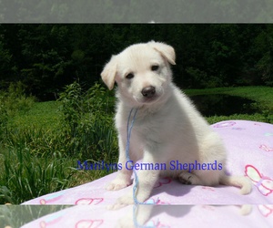 German Shepherd Dog Puppy for sale in PIEDMONT, MO, USA