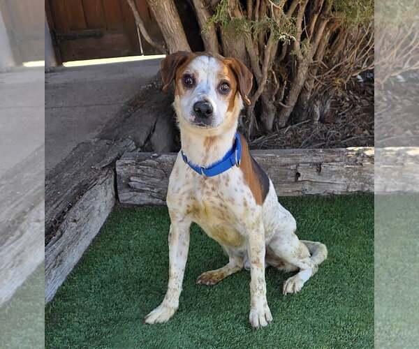 Medium Photo #2 Beagle-Unknown Mix Puppy For Sale in Albuquerque, NM, USA