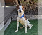 Small #1 Beagle Mix