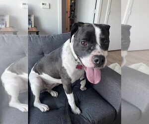 Daisy June - Female Mutt Dog for Adoption - Photo #4