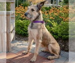 Small #2 Bouvier Des Flandres Mix