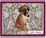 Small Photo #1 Boxer Puppy For Sale in PLATO, MO, USA