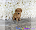 Small Photo #3 Maltipoo Puppy For Sale in FULLERTON, CA, USA