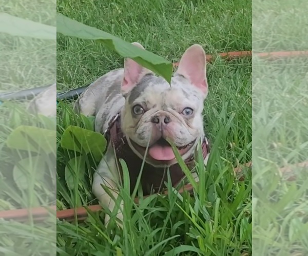 Medium Photo #1 French Bulldog Puppy For Sale in HOUSTON, TX, USA