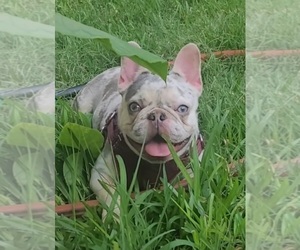 Mother of the French Bulldog puppies born on 07/01/2025