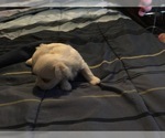 Small Photo #34 Maltese Puppy For Sale in BRKN ARW, OK, USA